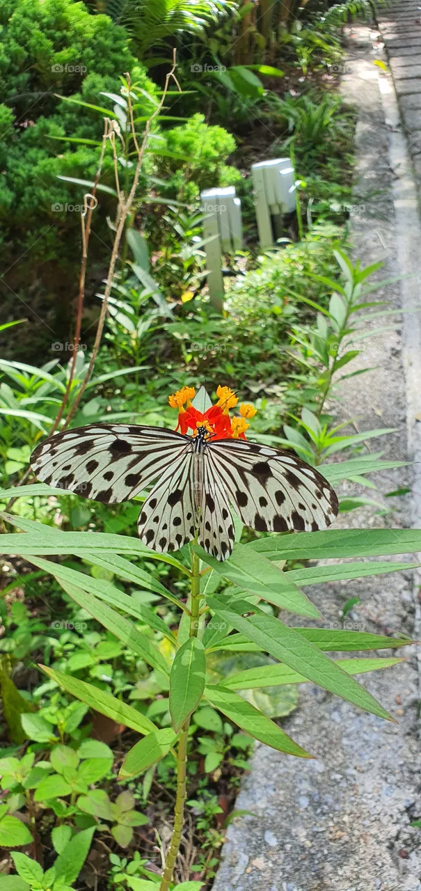 butterfly