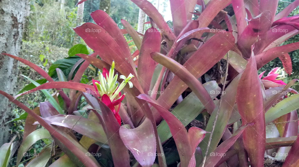 PLANT, GARDEN, LEAVES, FLOWERS, ENVIRONMENT.