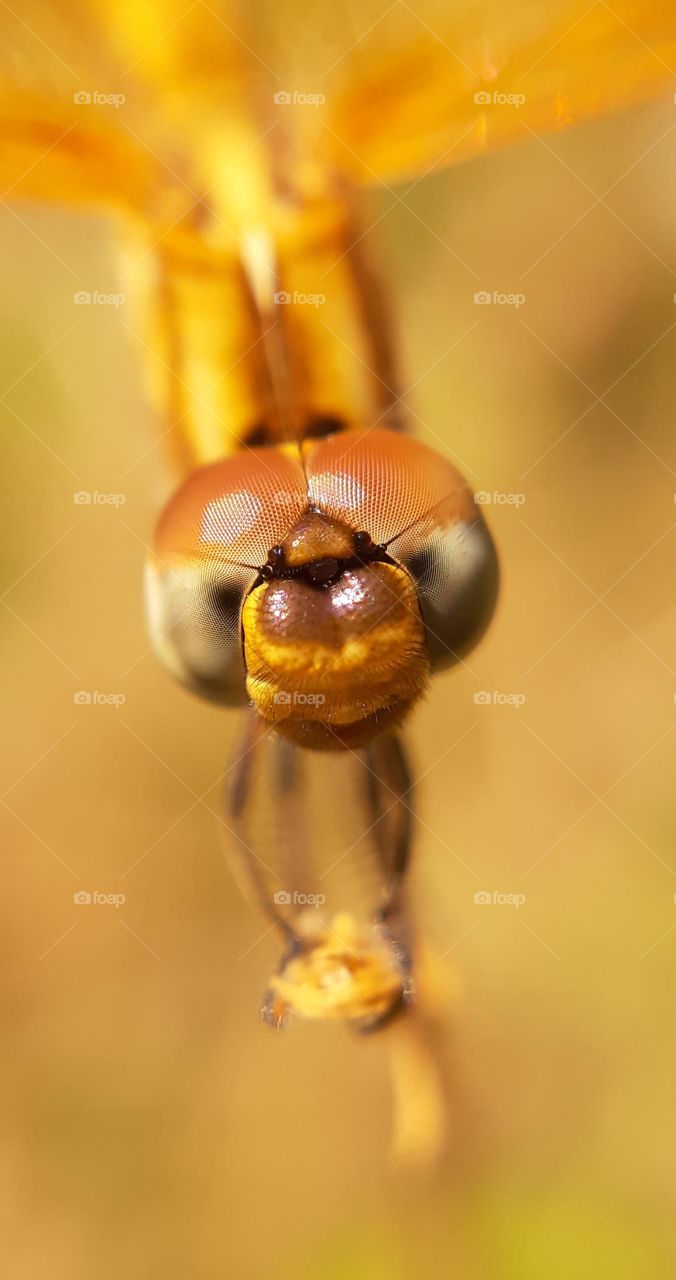 THE BEAUTIFUL DRAGONFLY LOOKING MY CAMERA