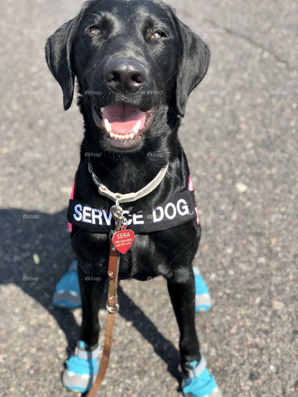 Henderson’s Sweet Serendipity CGC CGCA “Sera” - Sera, a 1.5 year old black Labrador Retriever, is a Service Dog in Training. She is wearing shoes or ‘booties’ to protect her paws from the hot asphalt here in Arizona. 