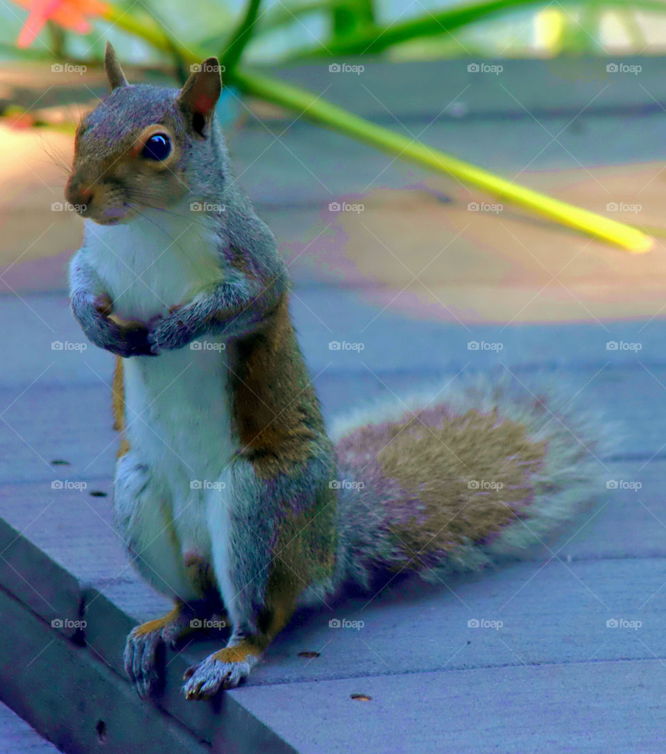 Squirrel on wooden plank