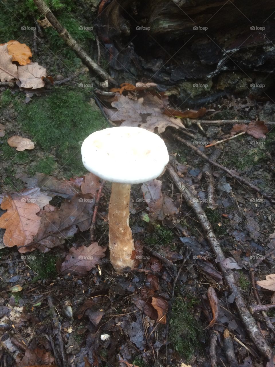 Tall fungus 