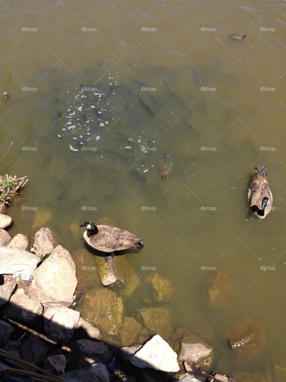 Catfish swarm around ducks in a pond 