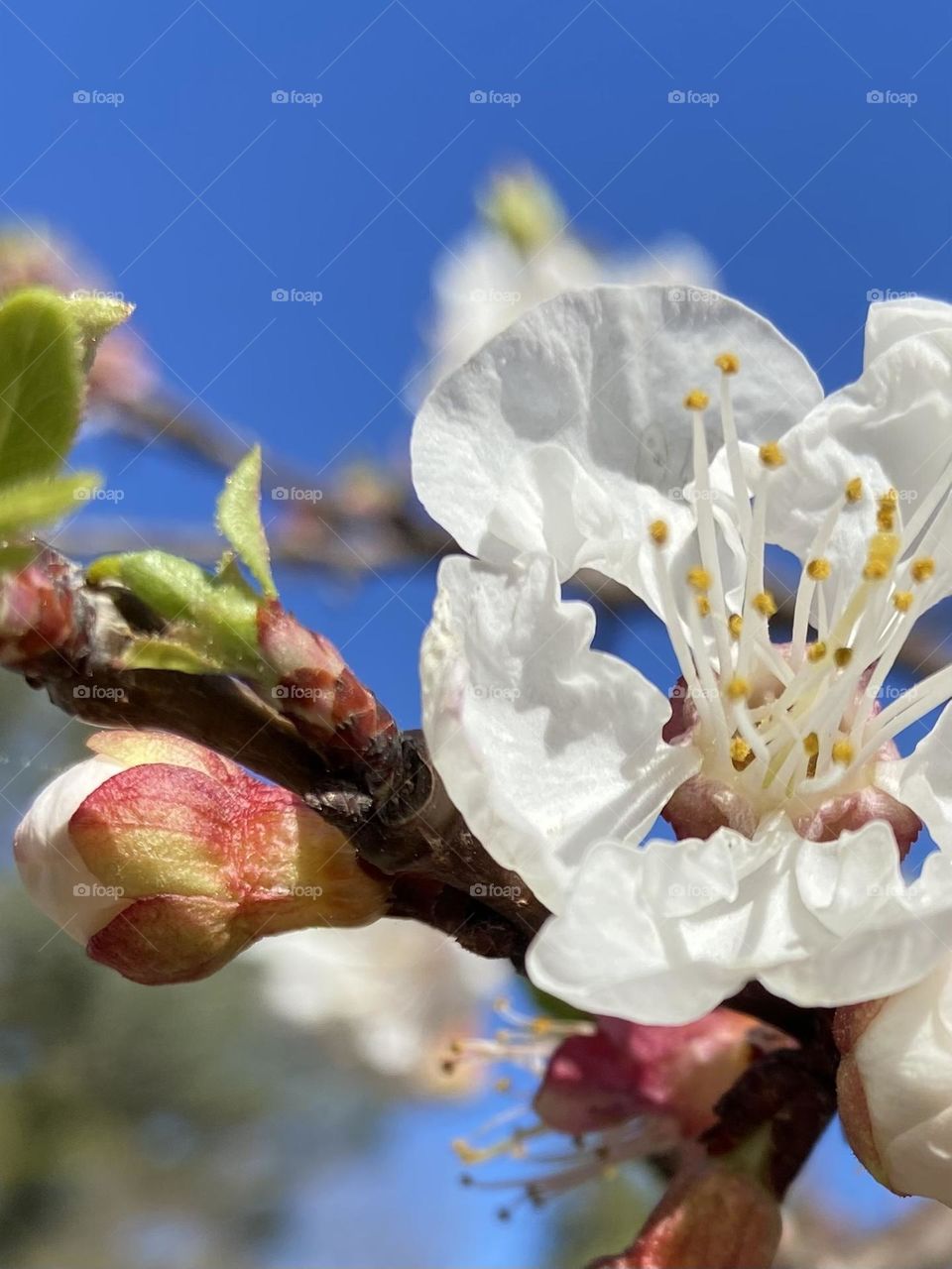 Blooming almond blossoms against a bright blue sky signaling the coming of spring.