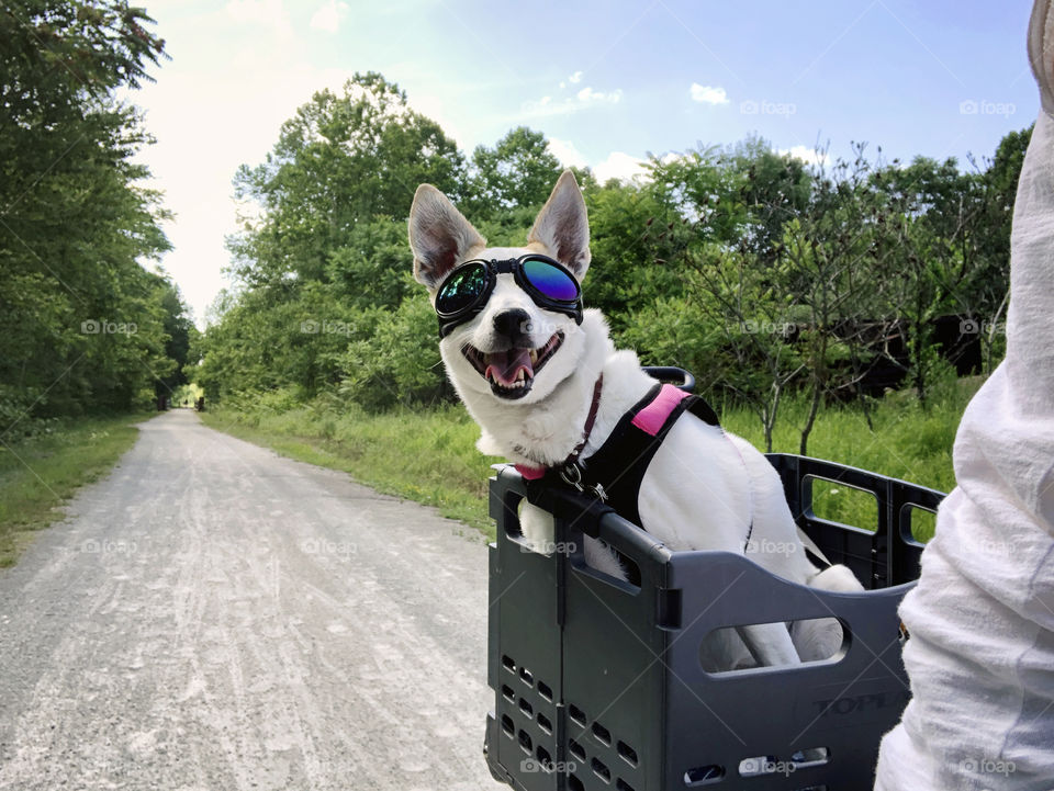 Dog wearing goggles riding in a bicycle basket