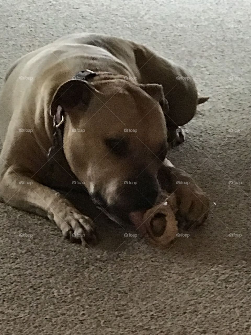 Chewing my bone