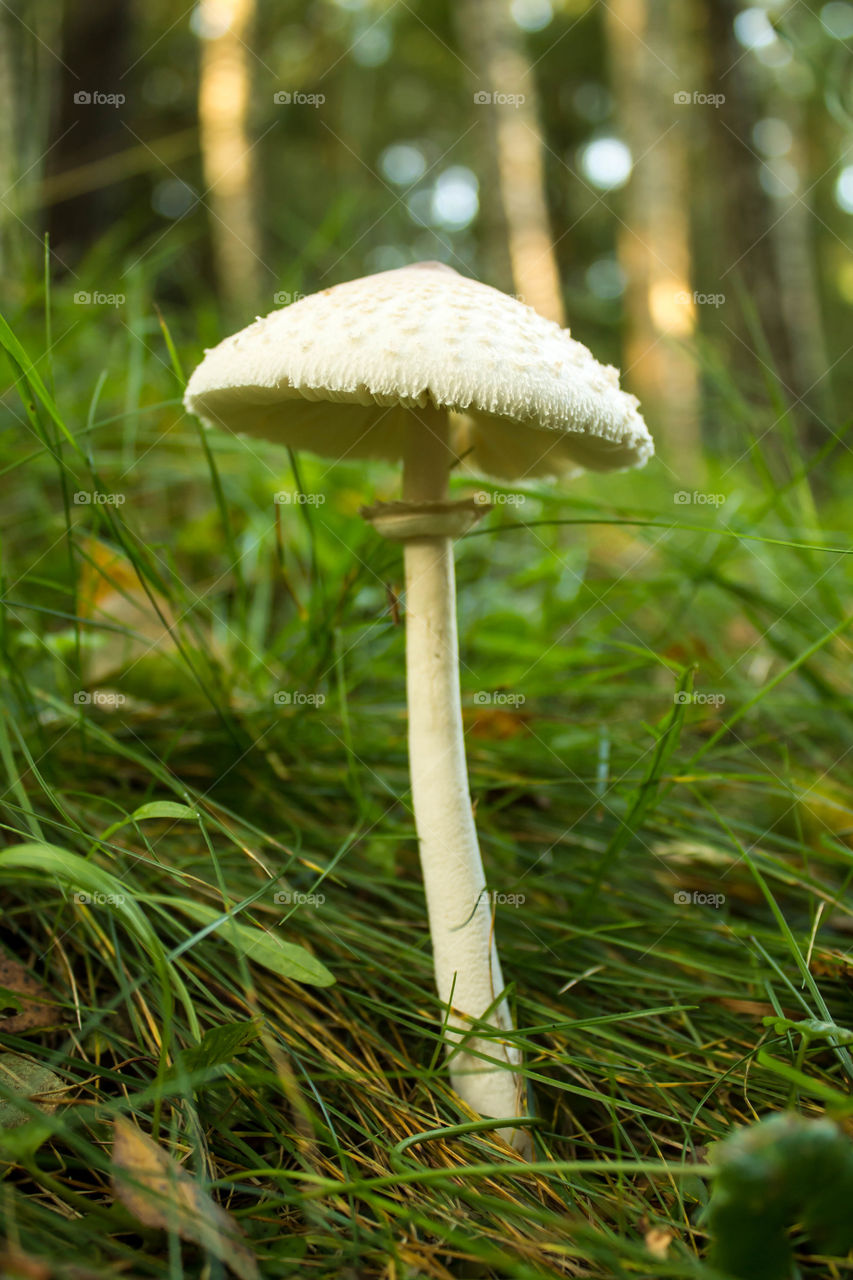 Fungus, Mushroom, Nature, Grass, Fall