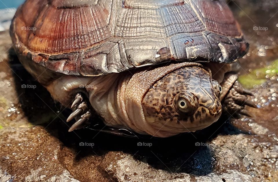 turtle tortoise close up sun water animal water creature