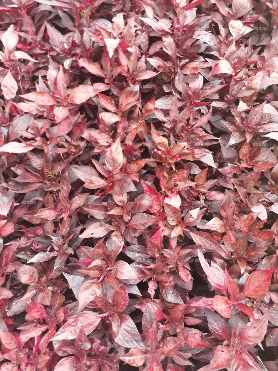 leaves with reddish tone - hojas con tono rojizo