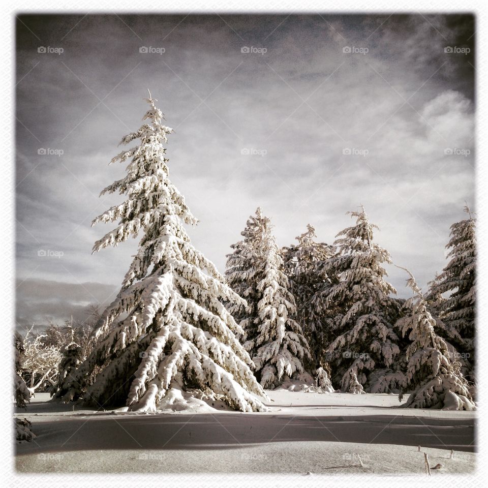 Snowy forest in Washington.