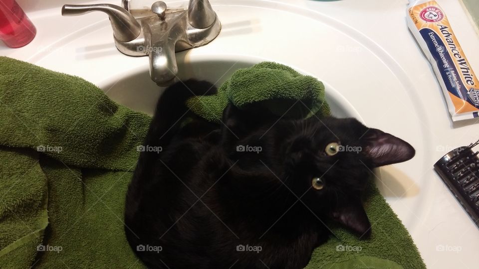 bathing cat
