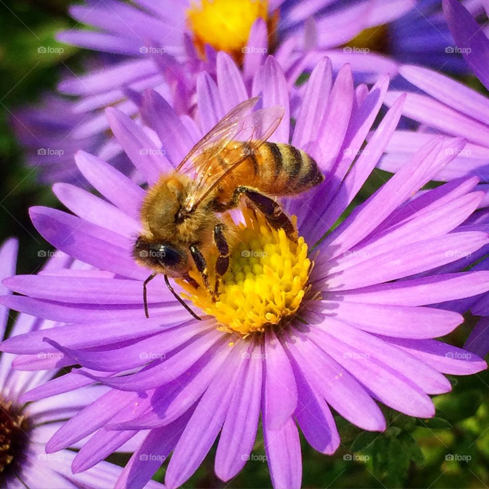 Closeup of a bee gathering pollen