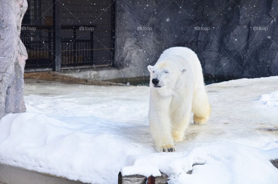 Polar Bear in Asahiyama Zoo