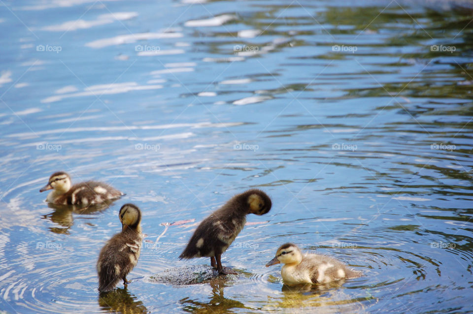 Ducklings