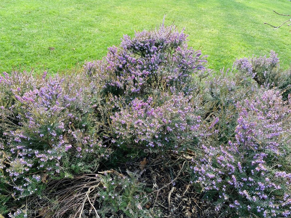 The lovely heather is an early sign of Spring 