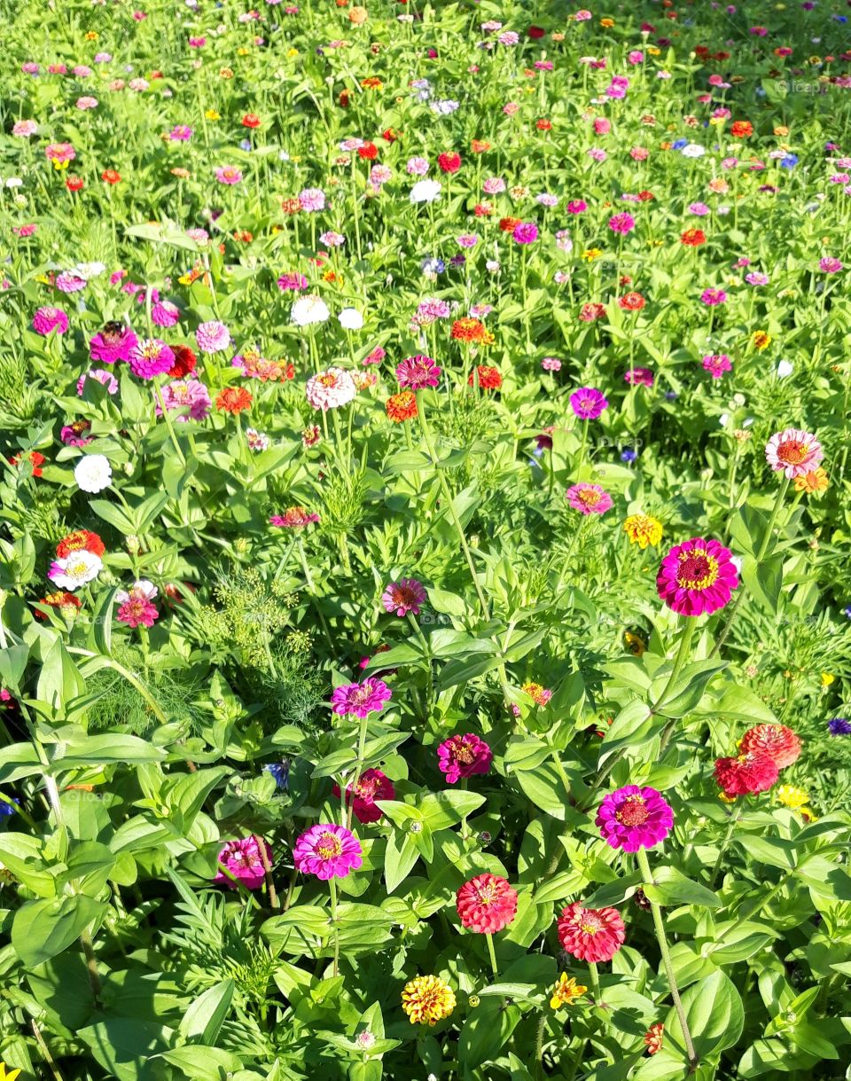 flowers in Montmartre