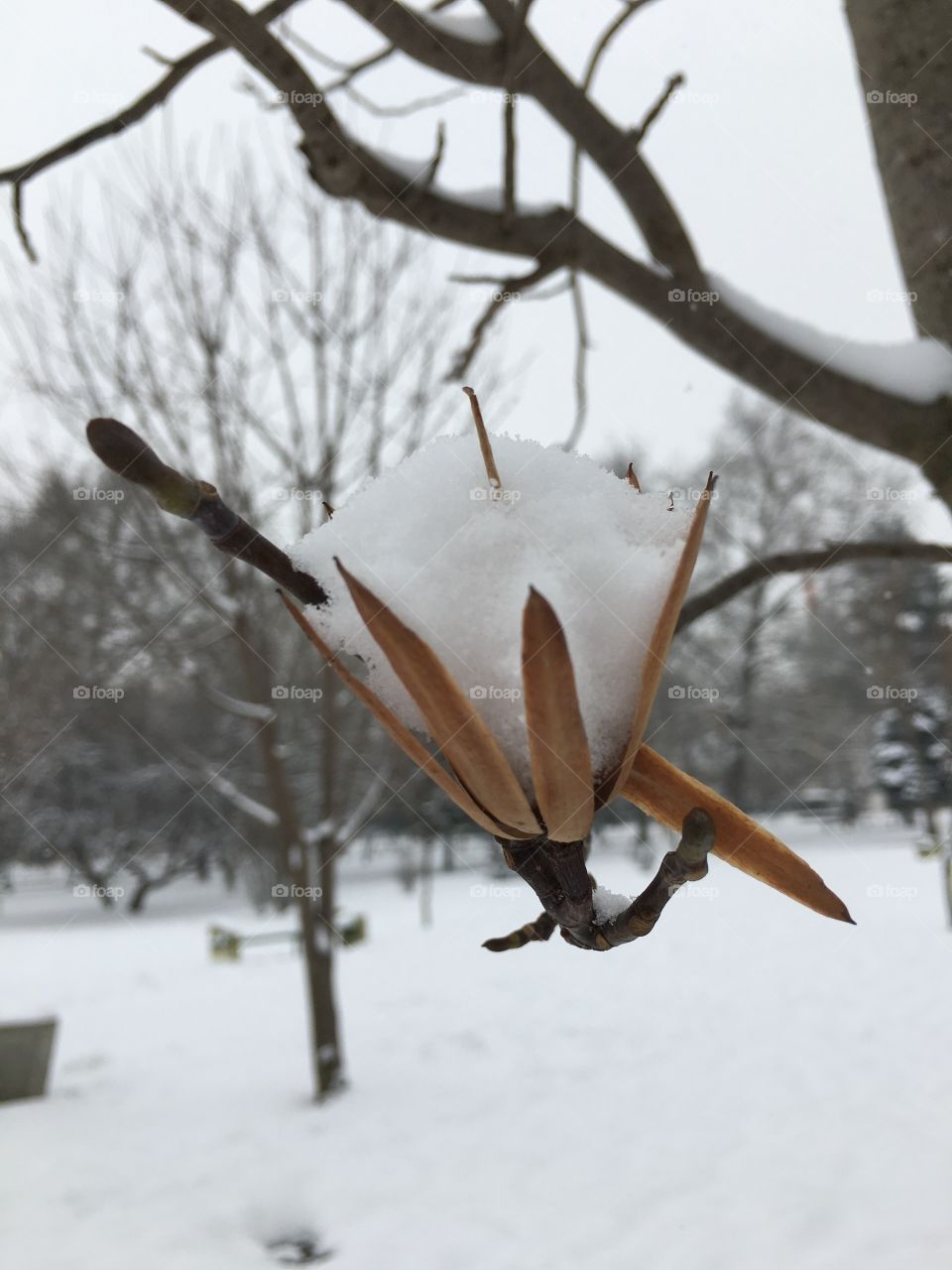 Close-up of a flower covered with snow