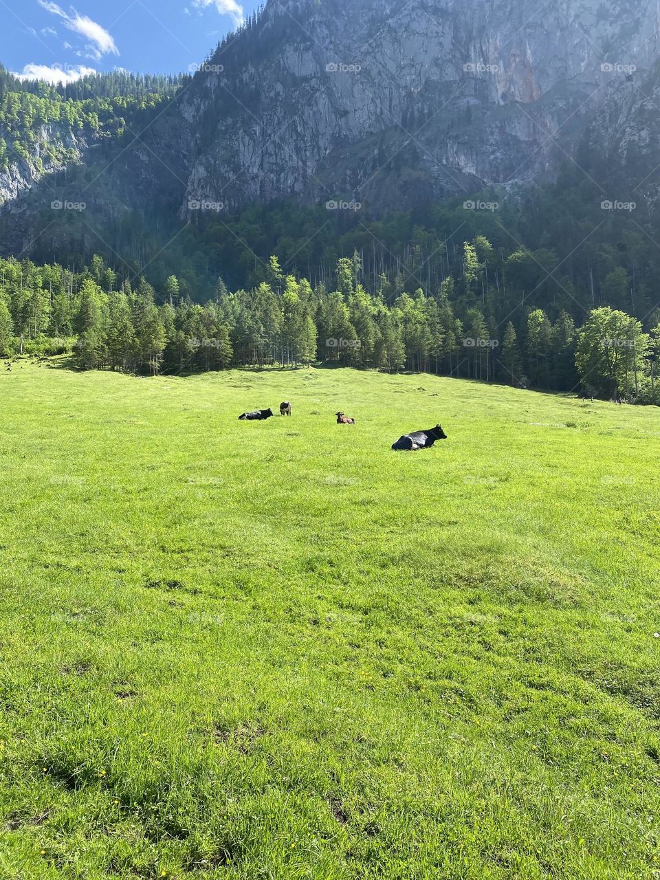 Nature of Berchtesgaden 