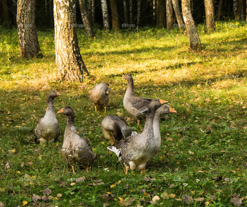 Bird, Nature, Wildlife, Goose, Duck