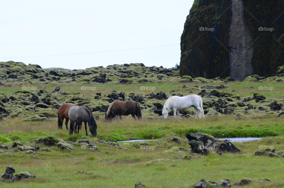 Iceland