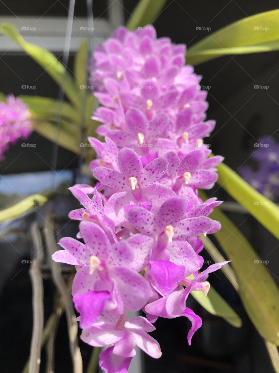 Thai gem orchid in bloom