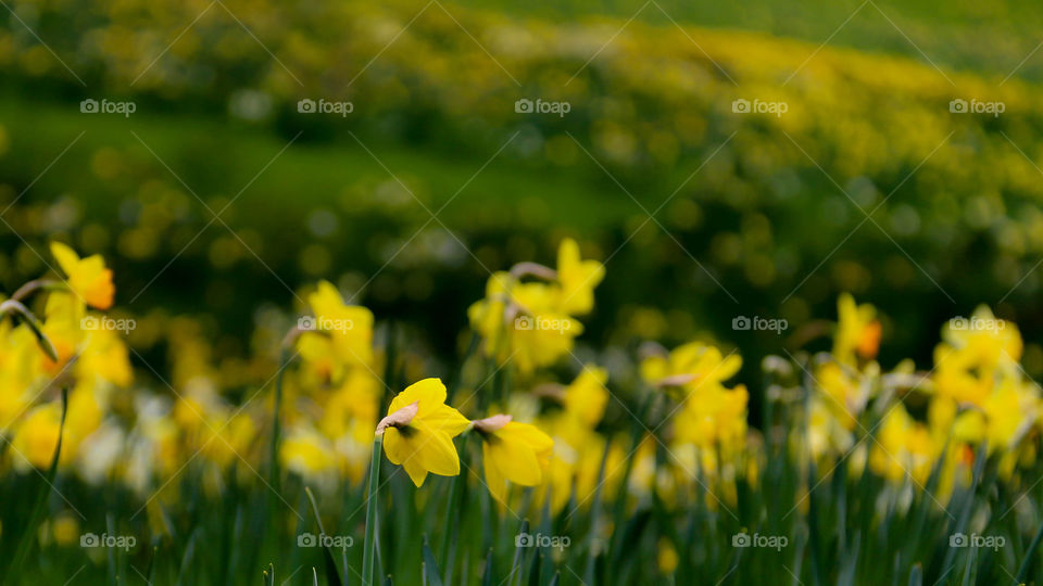 Daffodil Bokeh