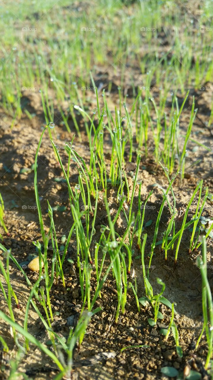 Dew on the grass