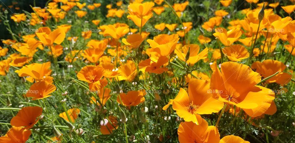 Poppies in bloom in Southern California