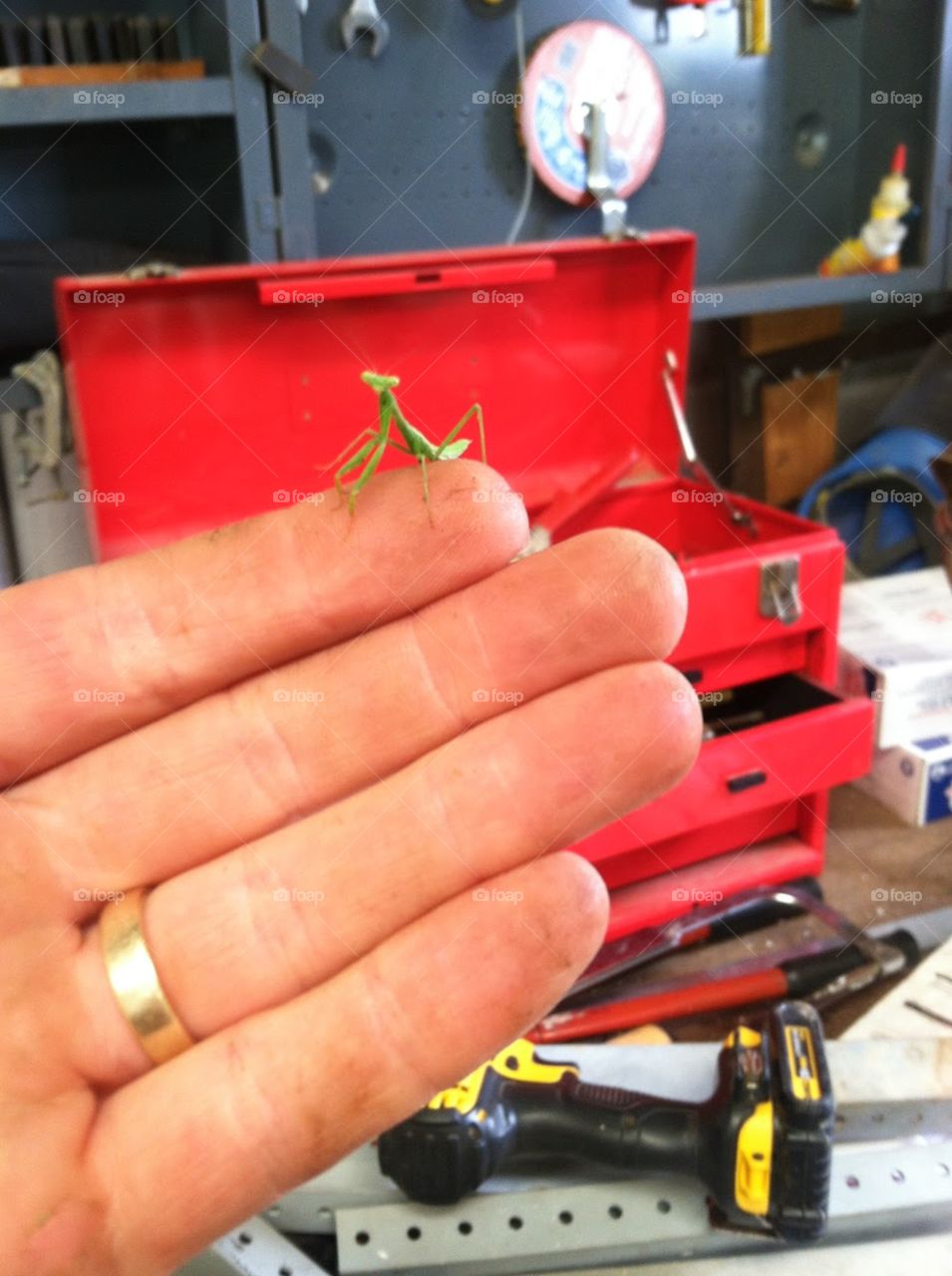 Little mantis, my shop assistant. 