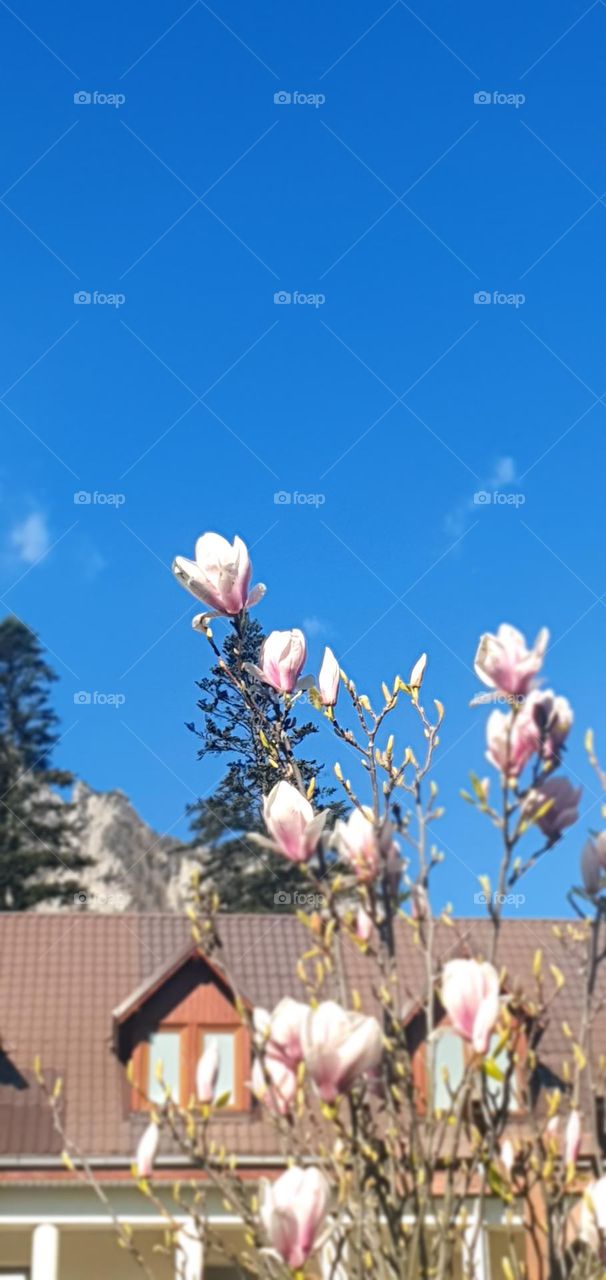 Magnolia in front of the church