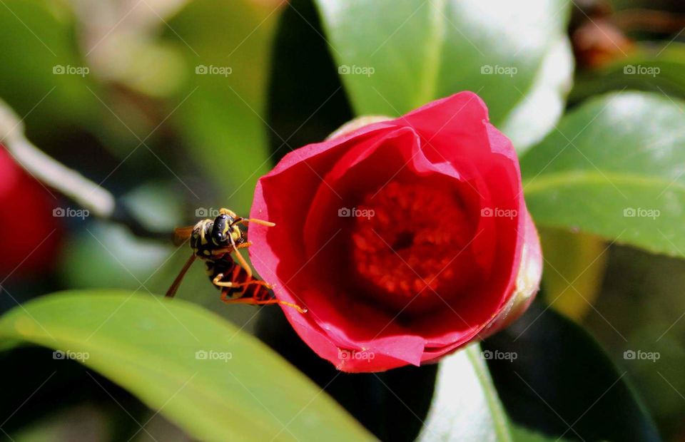 Red flower with hornet