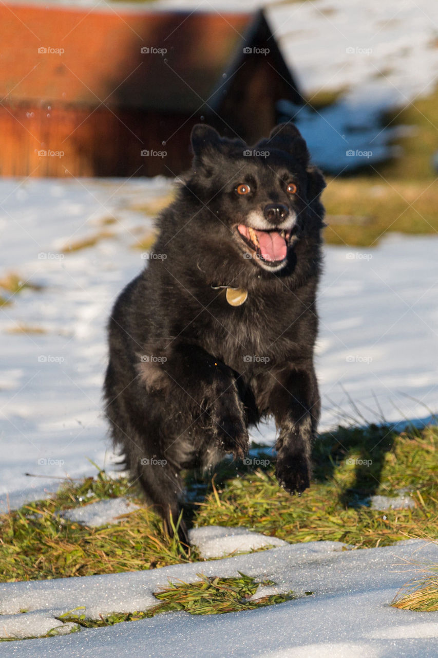 Dog running in snow 