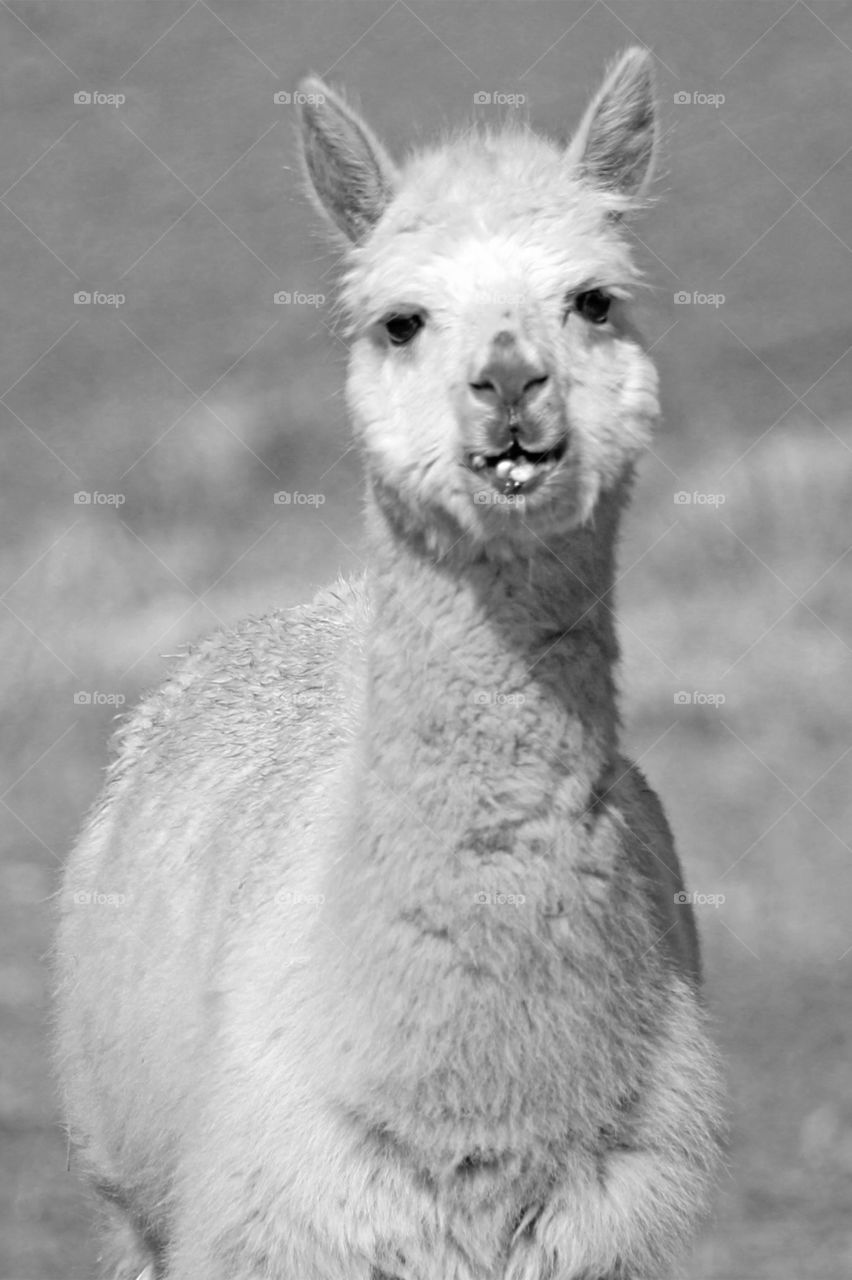 Black & white of a fluffy, friendly, & curious Alpaca at a farm near the beach. I love his funny crooked tooth smile! Adorable!