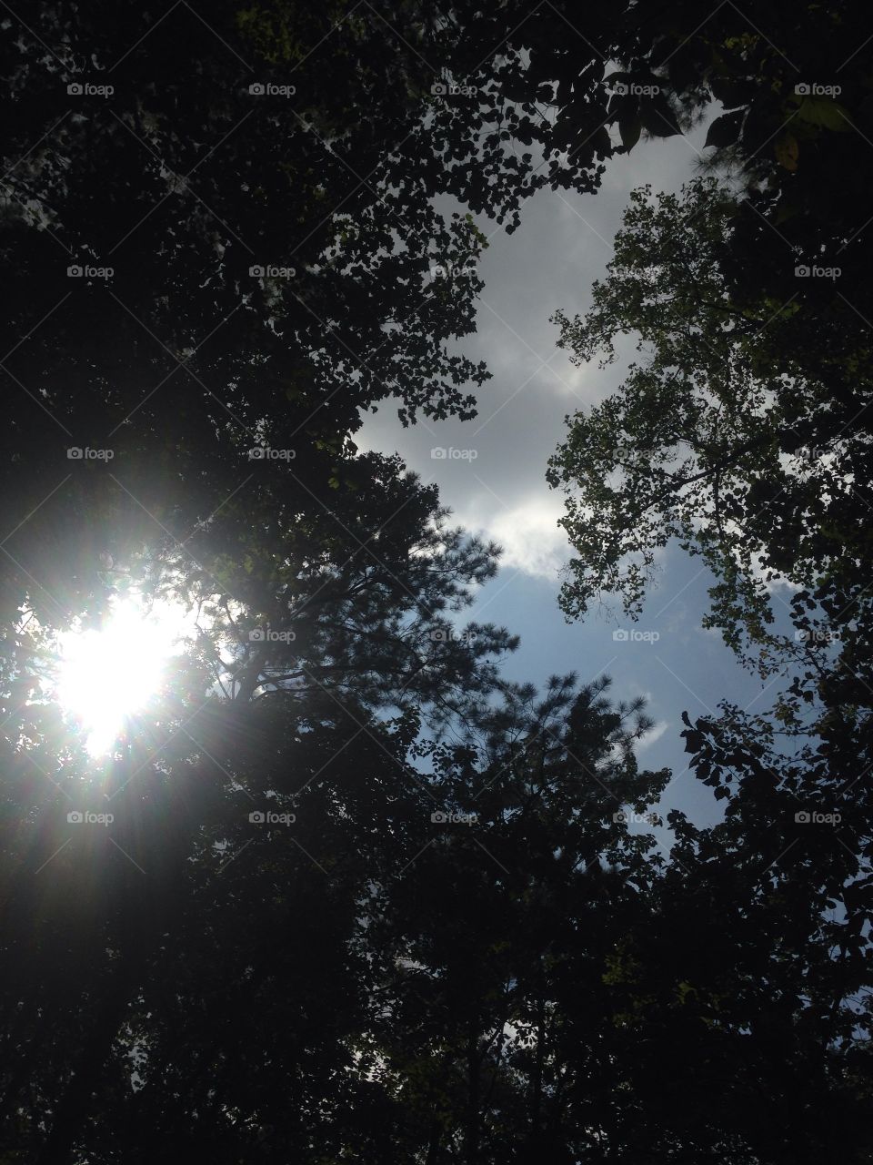 Alabama wilderness. Yes sun shining through the trees yes sunshine