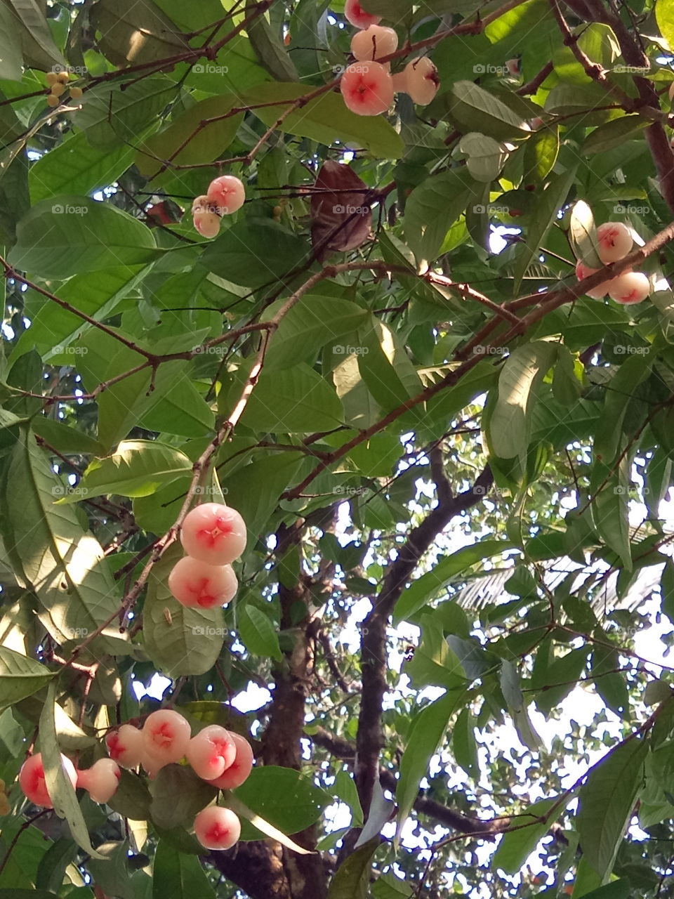 Watery Rose Apple