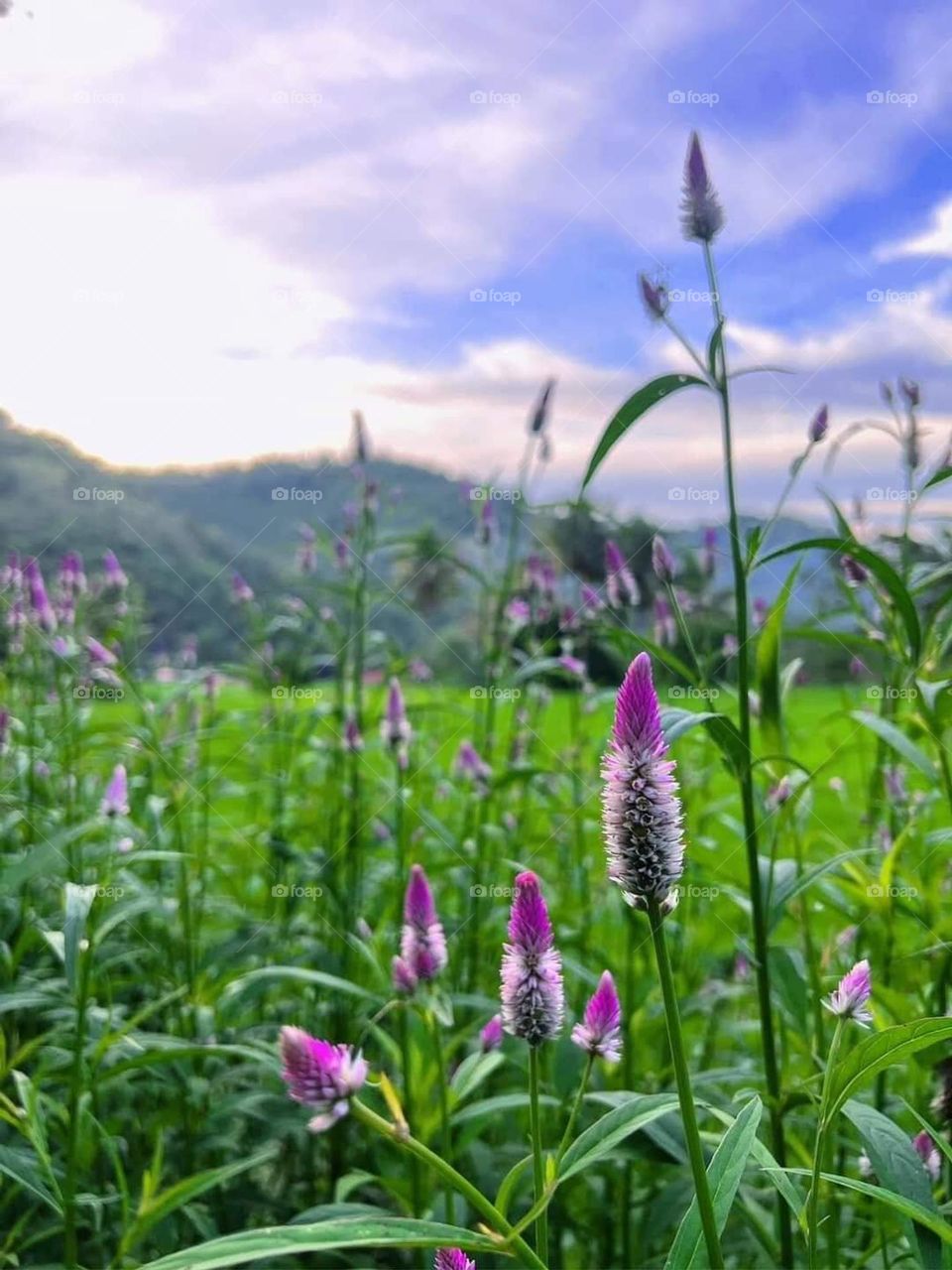 Beautiful combination of colours green and purple and white in one location