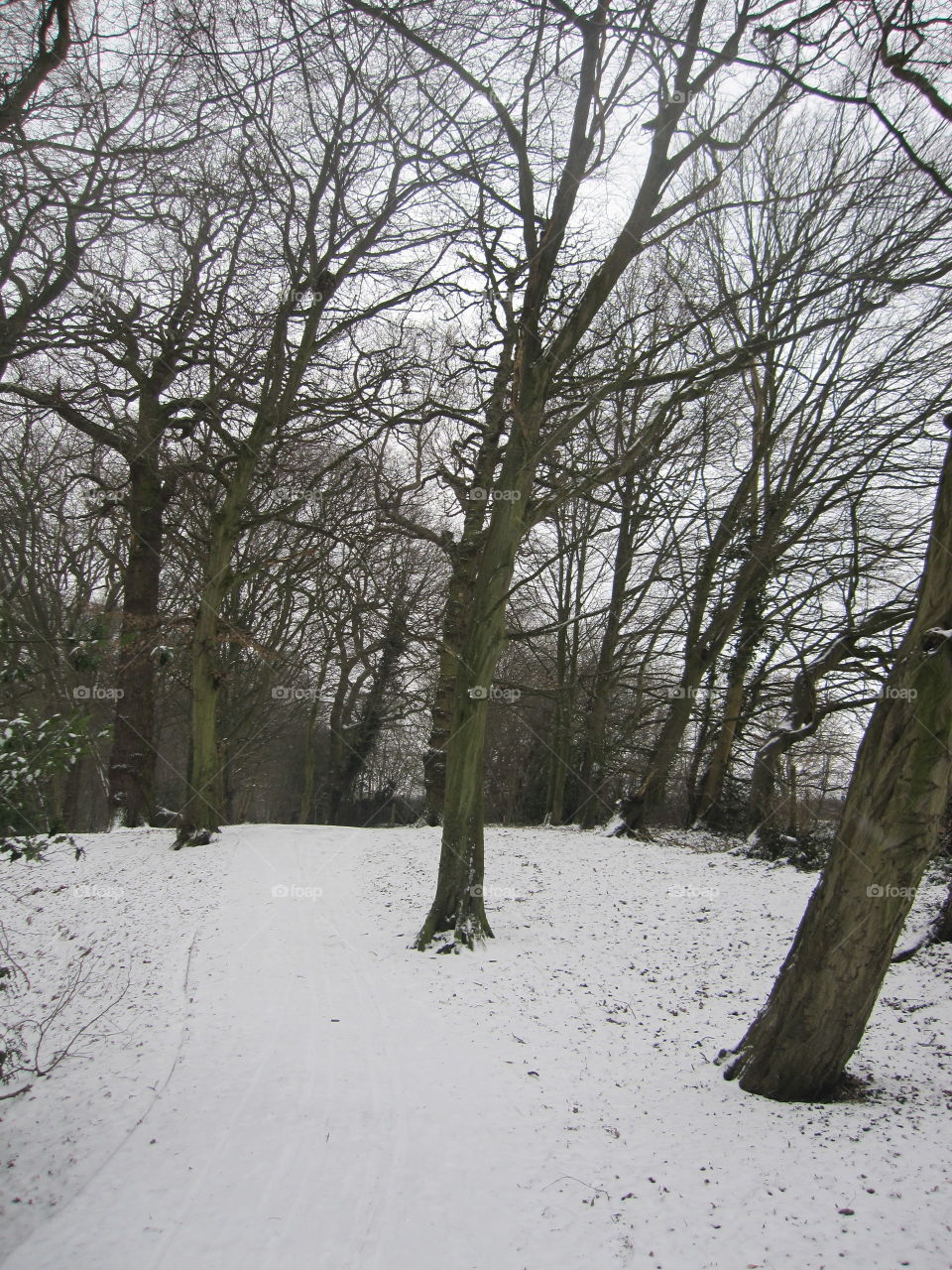 Tree, Winter, Snow, Landscape, Wood