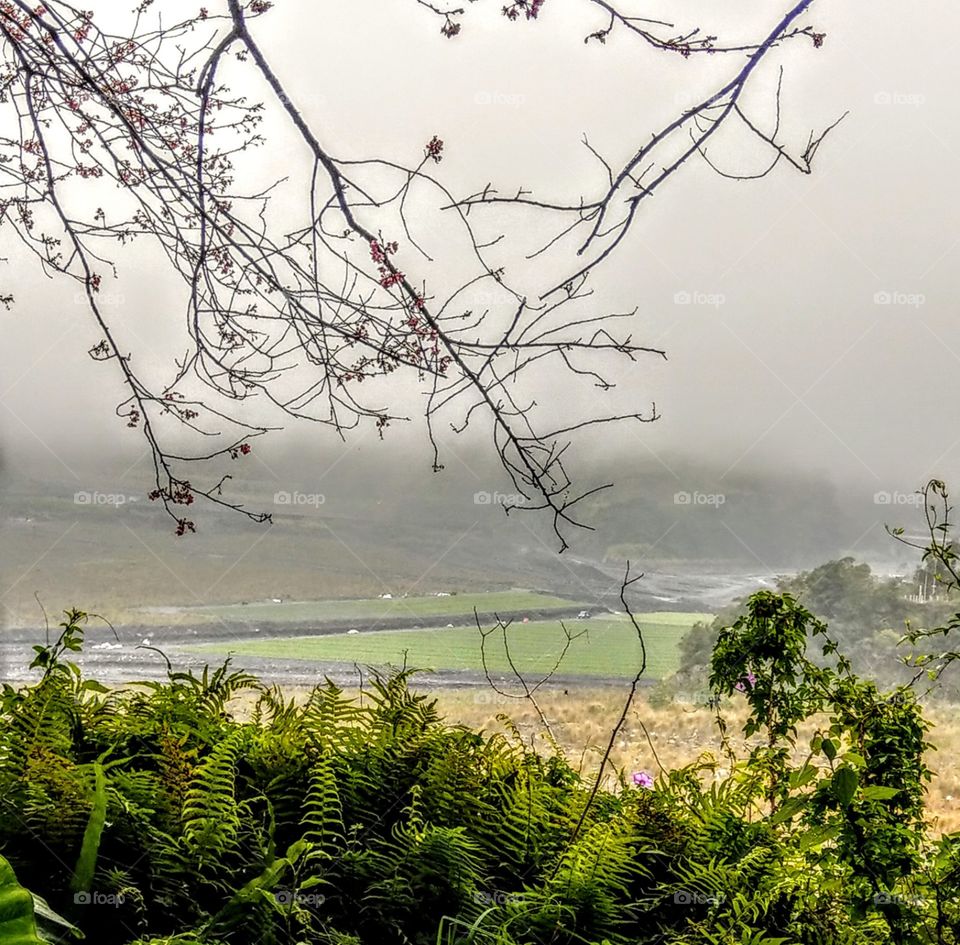 The fog in the distance over the green ricefield and hill,  is a kind of obscure  beauty,  plus the close shot of ferns, slender branches, that is a beautiful landscape in spring.