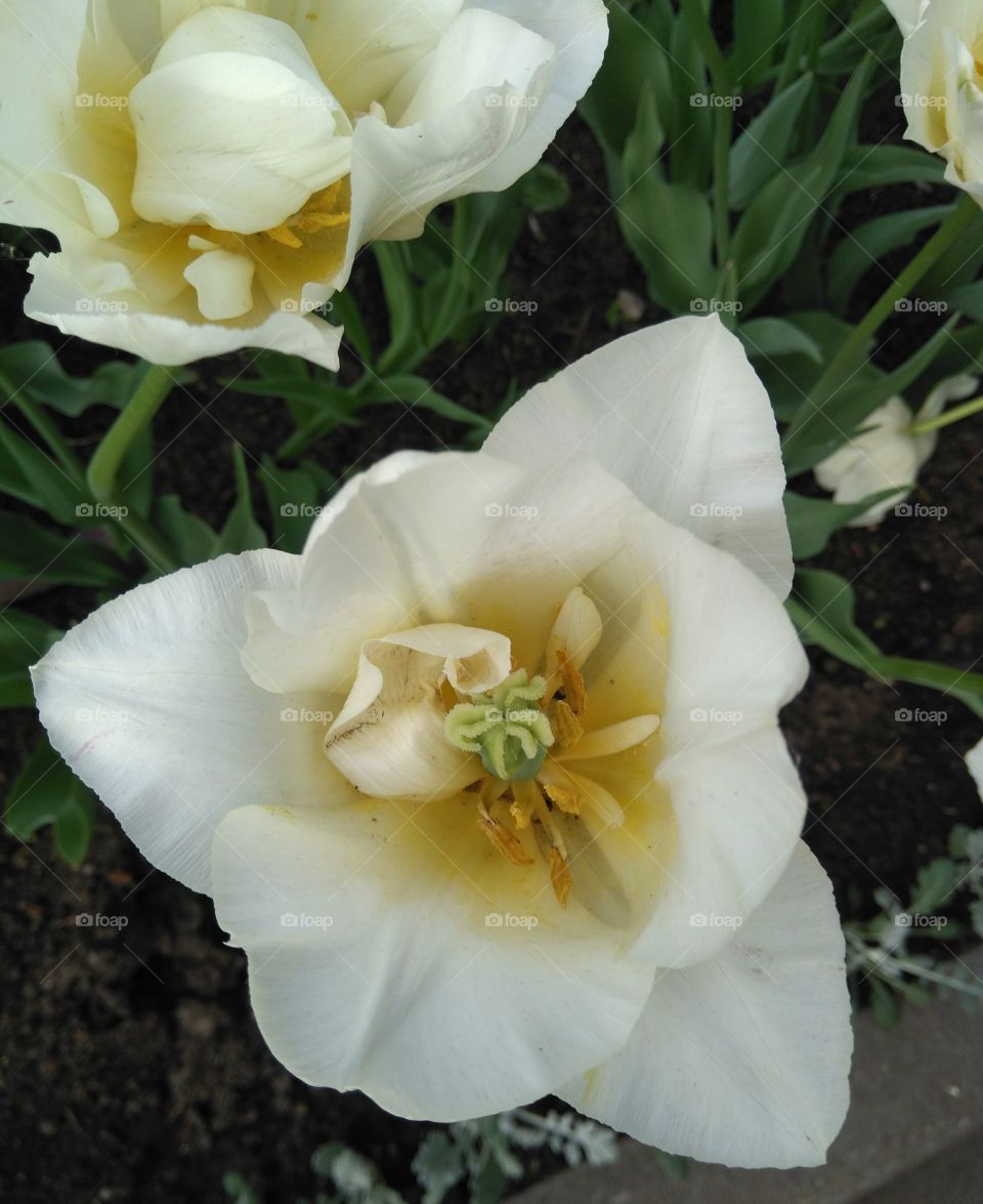 tulips flowers in the flowerbeds  spring time