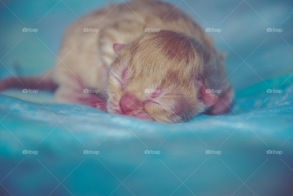 Close-up of baby cat