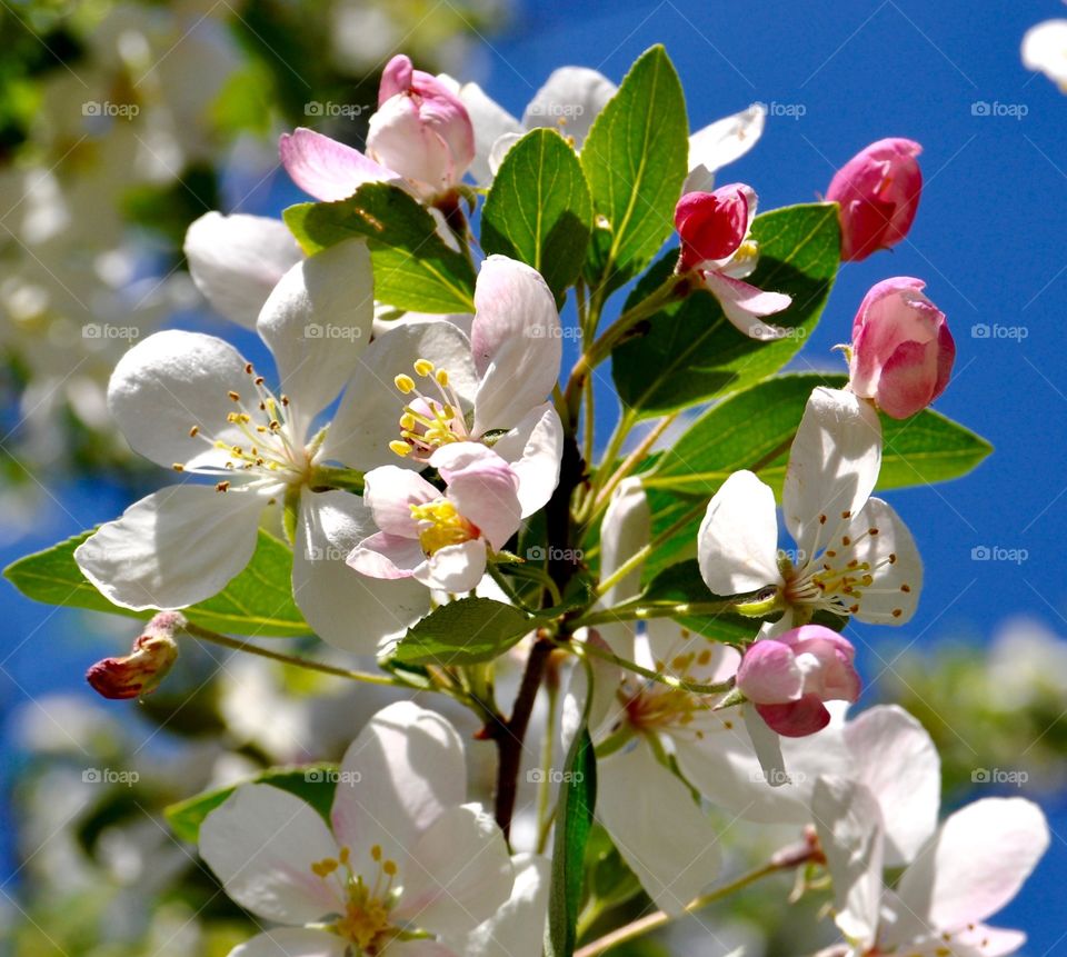 White flower blooming on tree branch