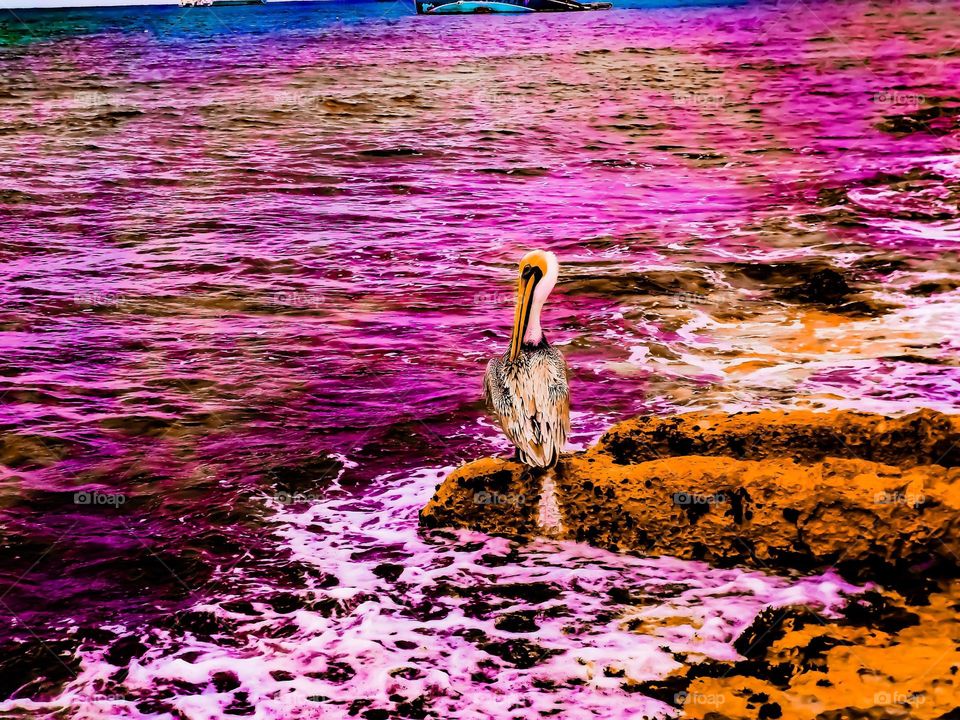 abstract pelican