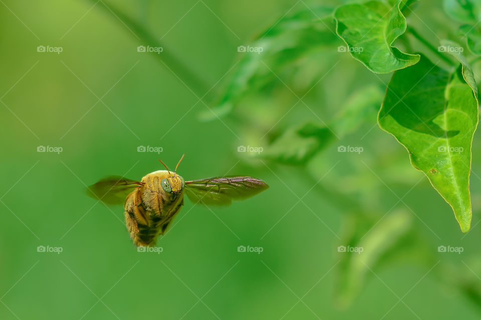 hovering male carpenter bee