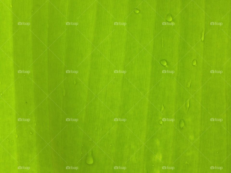 Green background and texture design from nature.