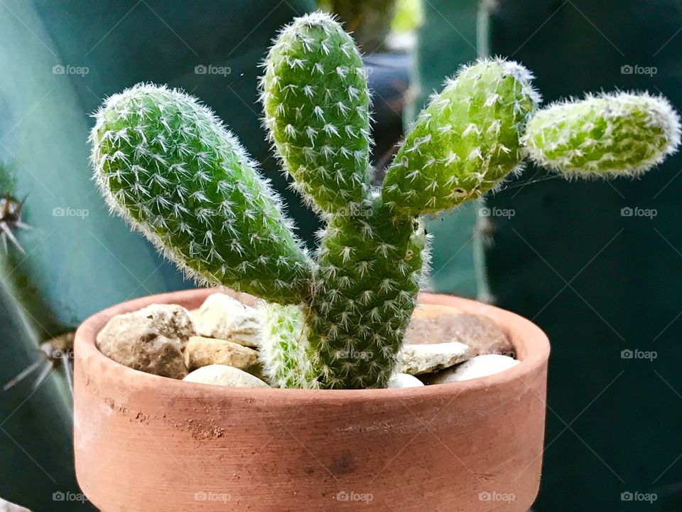 Miniature cactus 