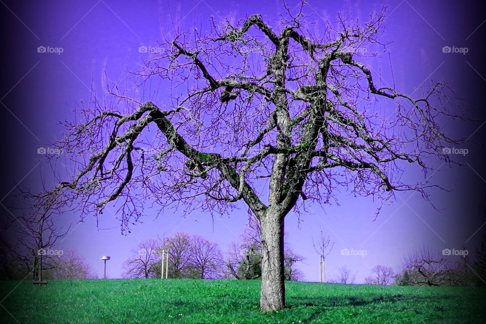 Lilac Tree
