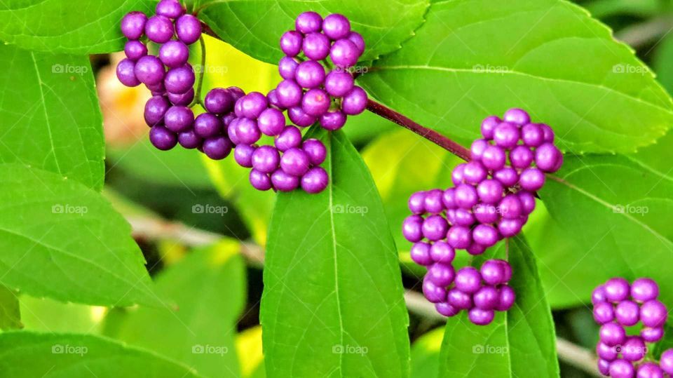Beauty Berry Bush in the Fall