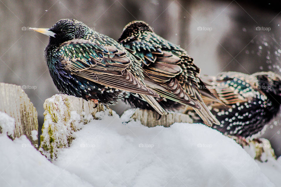 blue and brown birds sitting on a snow covered fence