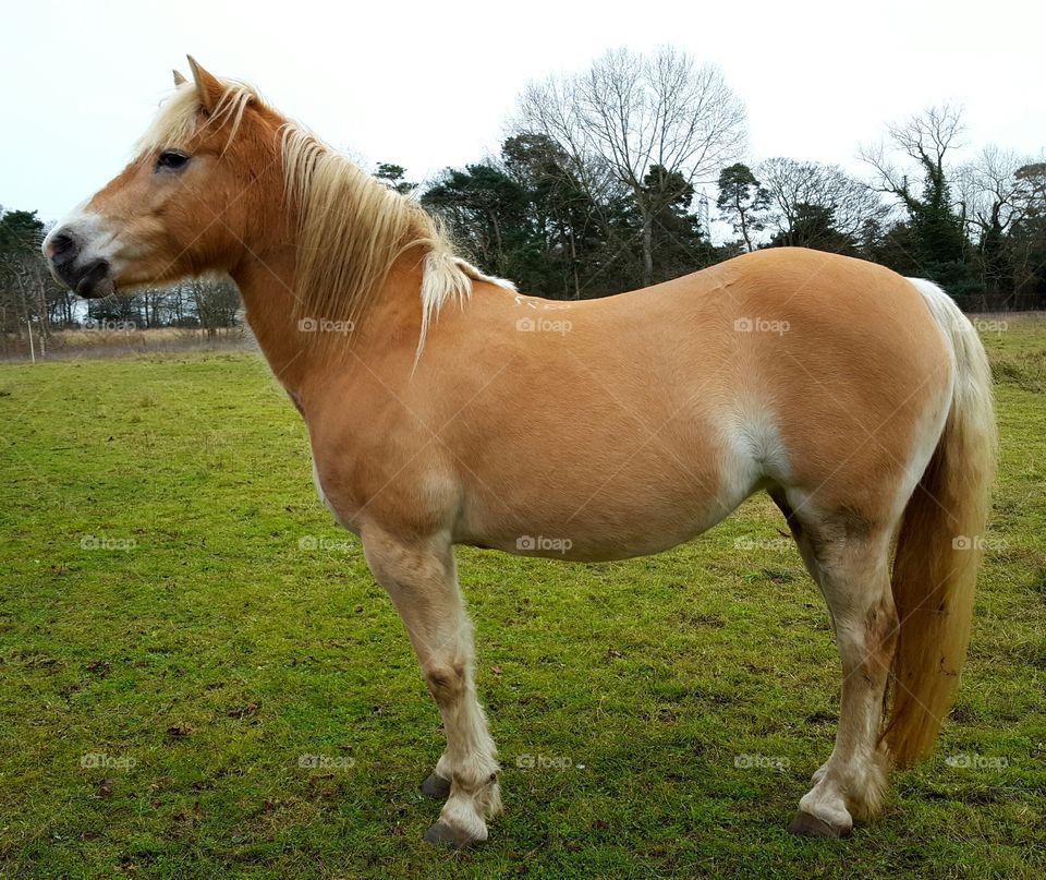 Golden Haflinger Pony