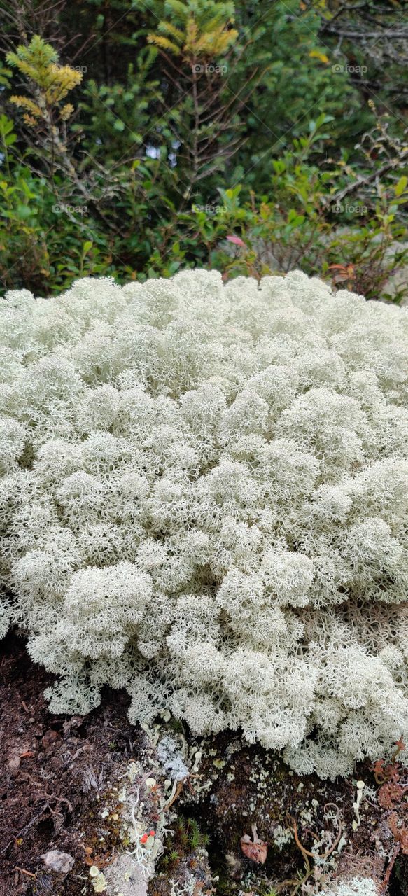 Cute lichen in a forest.